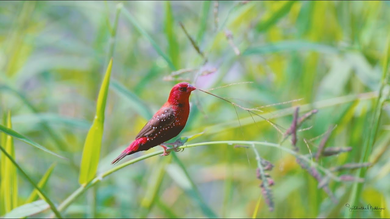 Red Avadavat