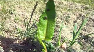 Apple Tree Pest Control-Death To Chafer Bugs