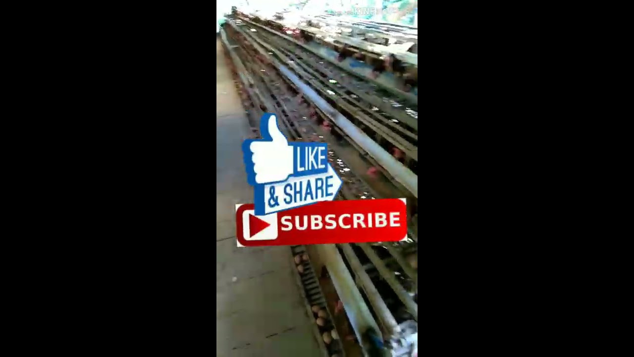 Sukses ternak ayam petelur dan cara vaksin 
