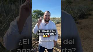 El tamaño del agave importa? 🤔#brunobarba #tequila #agave #jalisco #méxico