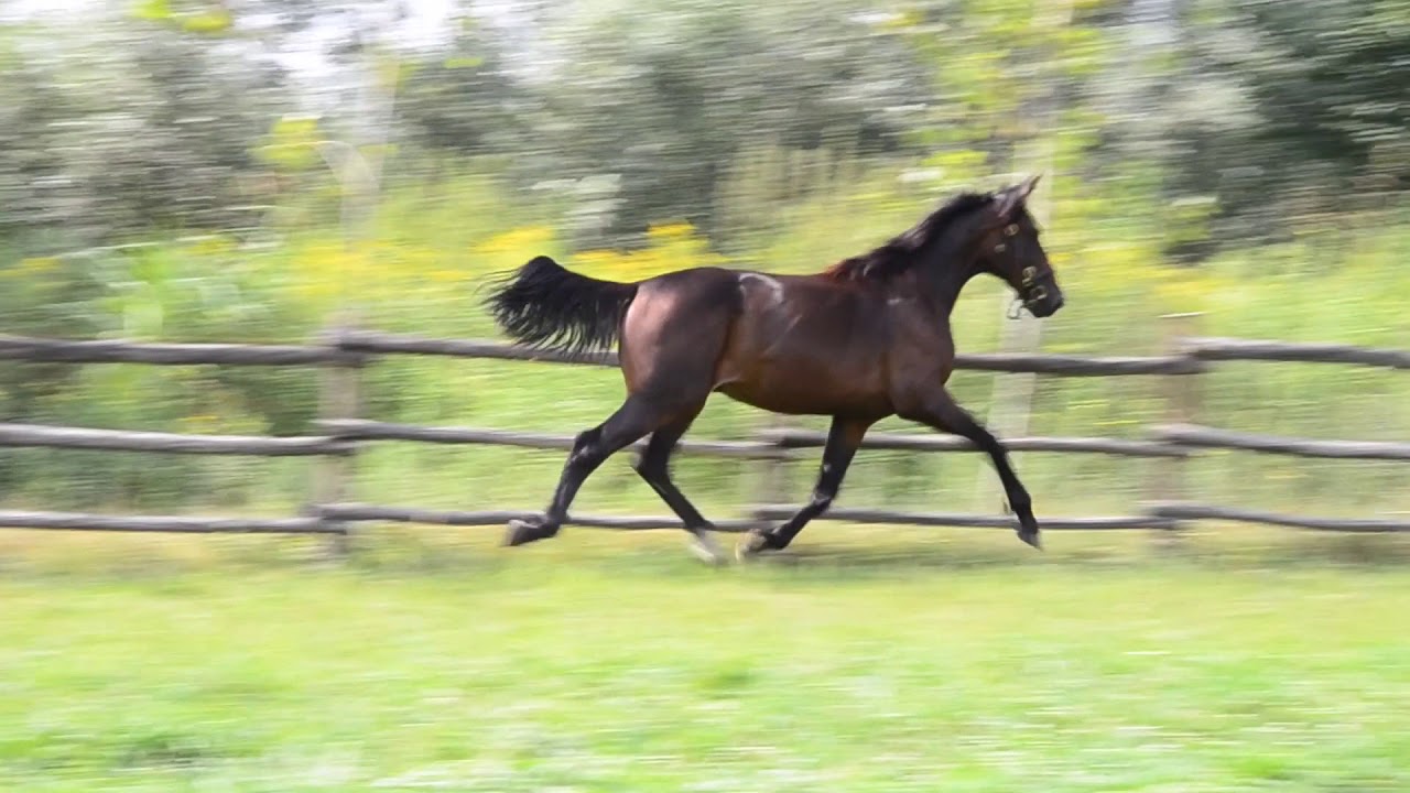 ASSO DI FIORI  - m.b. nato 2016 da Trixton e Naomi Spice