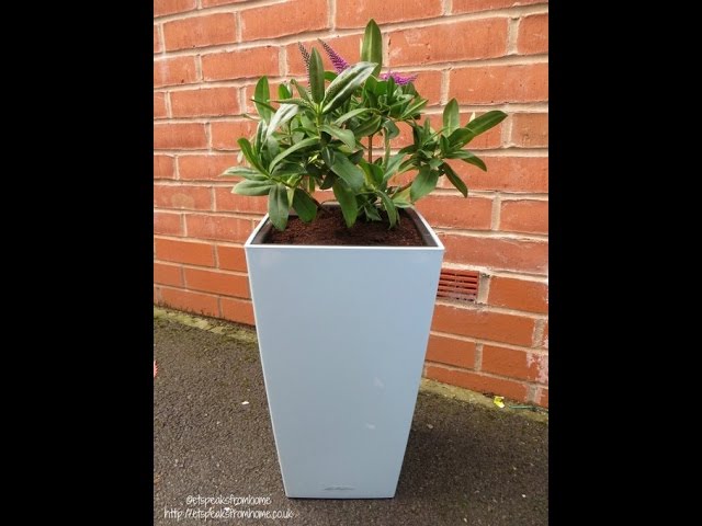 Lechuza Self Watering Planter Review