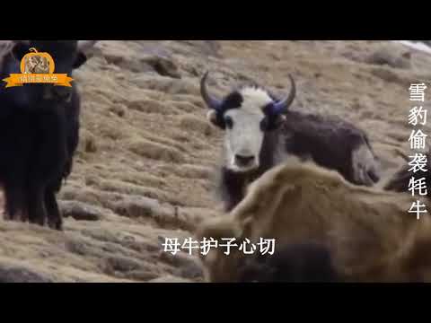 雪豹偷袭小牦牛咬住不放，母牛护犊心切奋起反击，结果雪豹悲剧了