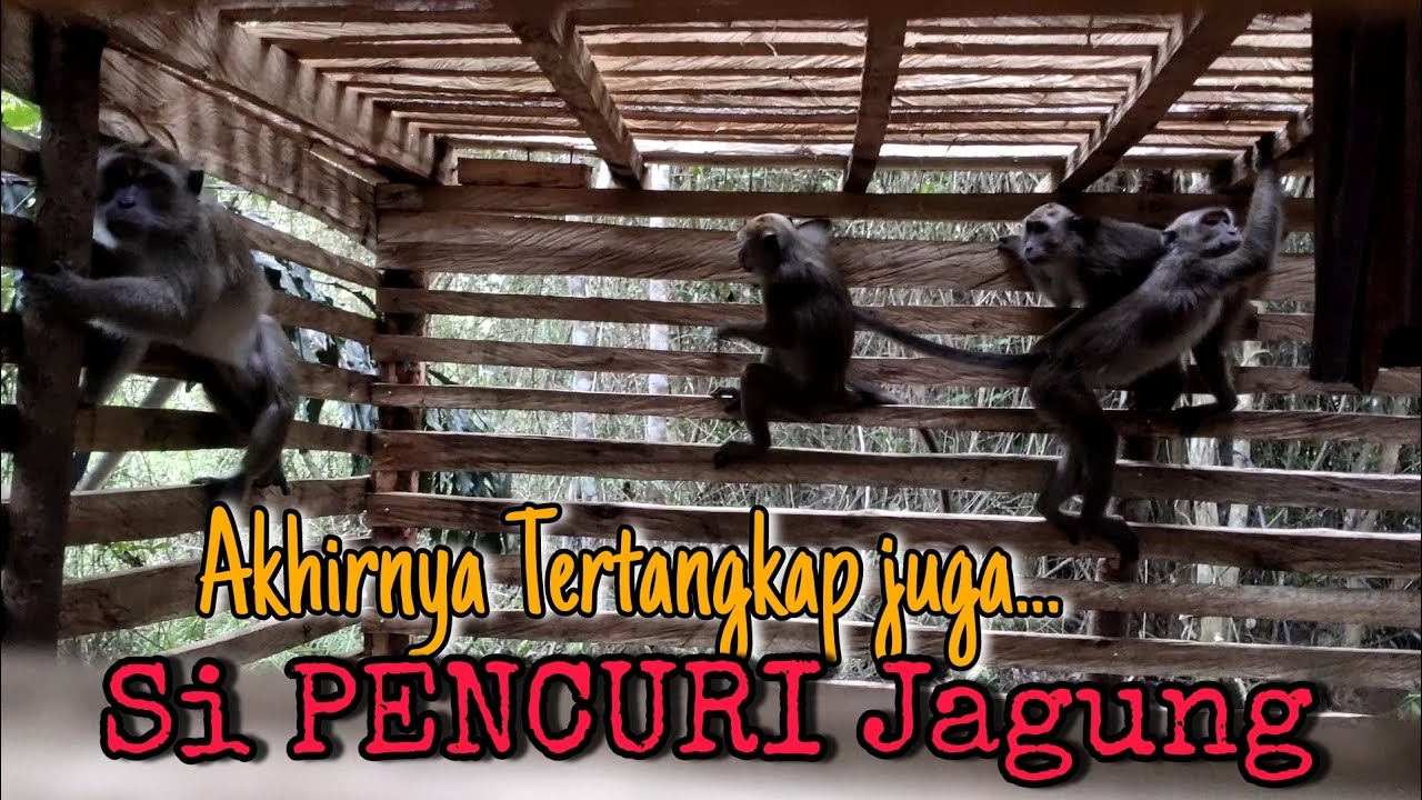 Gerombolan monyet masuk perangkap pak Tani