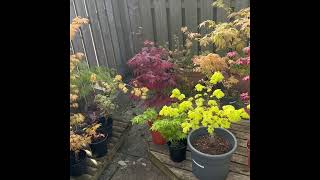 Japanese Maples   Wonderful spring colours