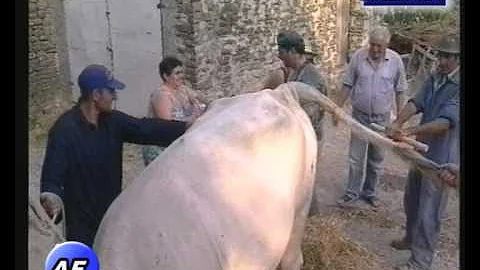 Quanti vitellini può partorire una mucca?