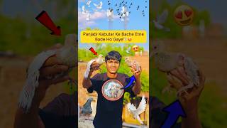 Panjabi Kabutar Ke Bache Etne Bade Ho Gaye🐣#pets #minivlog #youtubeshorts #ytshorts #shortvideo 🕊️