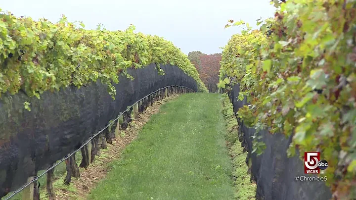 Is North Fork the new Napa Valley?