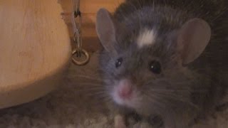 Vlog #9 Hanging Out with the Mousy Troup @CreekValleyCritters