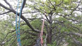 Twenty Fourteen tree work compilation
