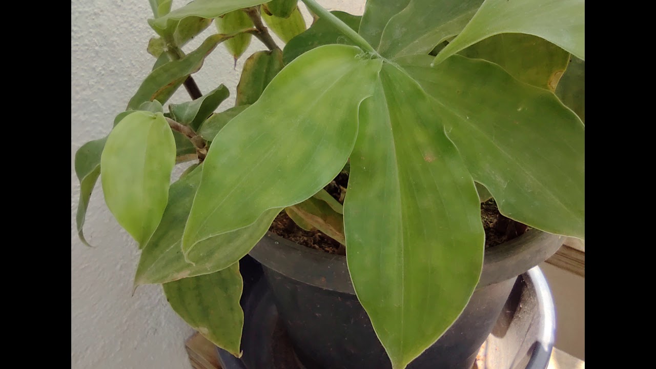 Moto one fusion plus camera samples