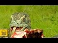 World´s Largest Lizard | Dragon