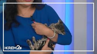 Pick of the Litter: Meet Harrison and Hetfield, two kitties available for adoption Pick of the Litter: Meet Harrison and Hetfield, two kitties available for adoption