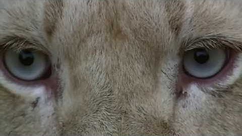Stress, Portrait of a Killer - Full Documentary (2008)