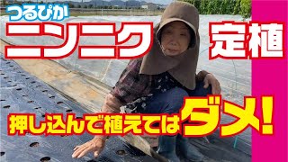 ニンニクを定植しました【栽培方法】【葉ニンニク】【六片】【栽培】【にんにく】【土作り】【肥料】