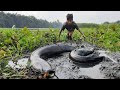 Unbelievable Big Hand Fishing.  Village Boy Catch Big Catfish Remove Water Hyacinth By Hand.