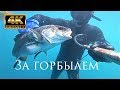 Подводная охота.За горбылем.Черное море.Видео сезон 2017