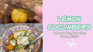 LEMON CUCUMBER RECIPE + How Lemon Cucumbers Taste by Veggie Every Day 1,471 views 2 years ago 7 minutes, 30 seconds