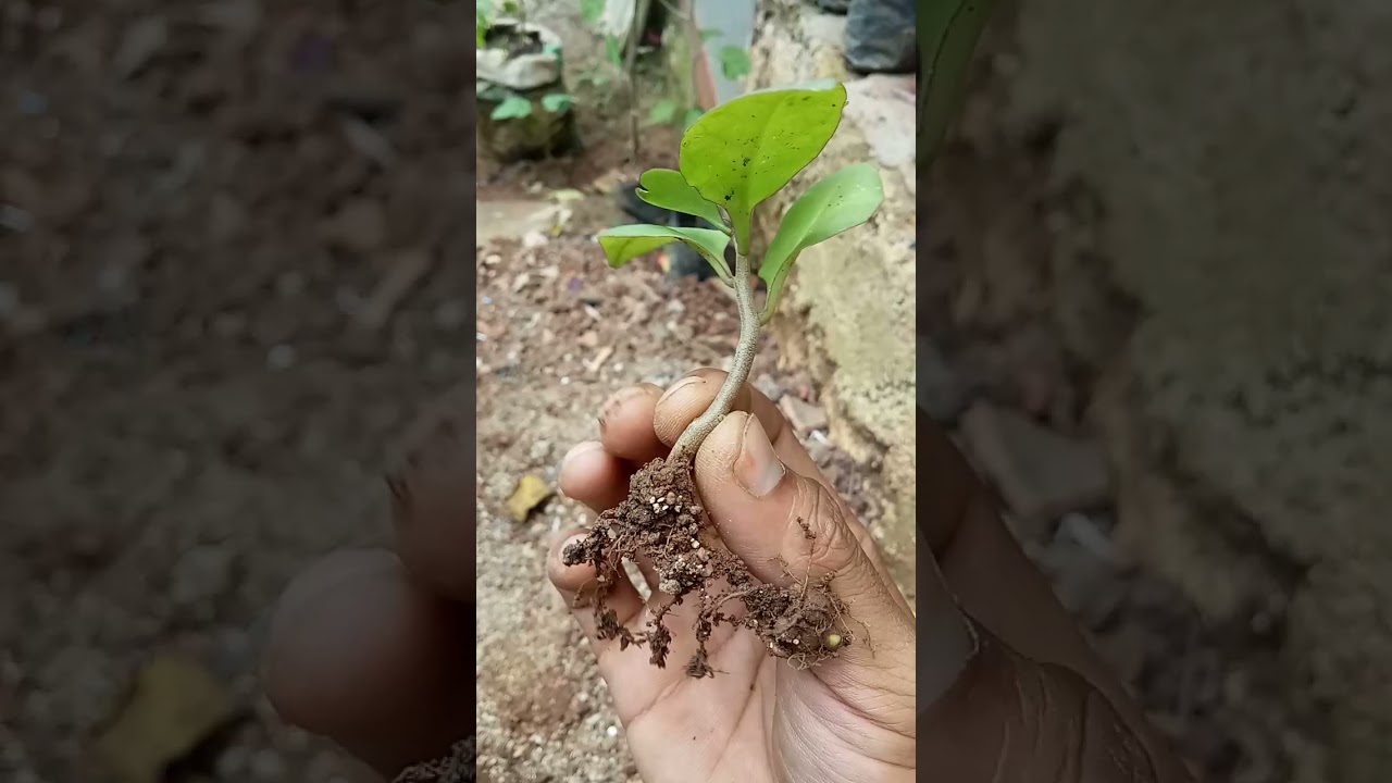 TANAMAN 1000 KHASIAT