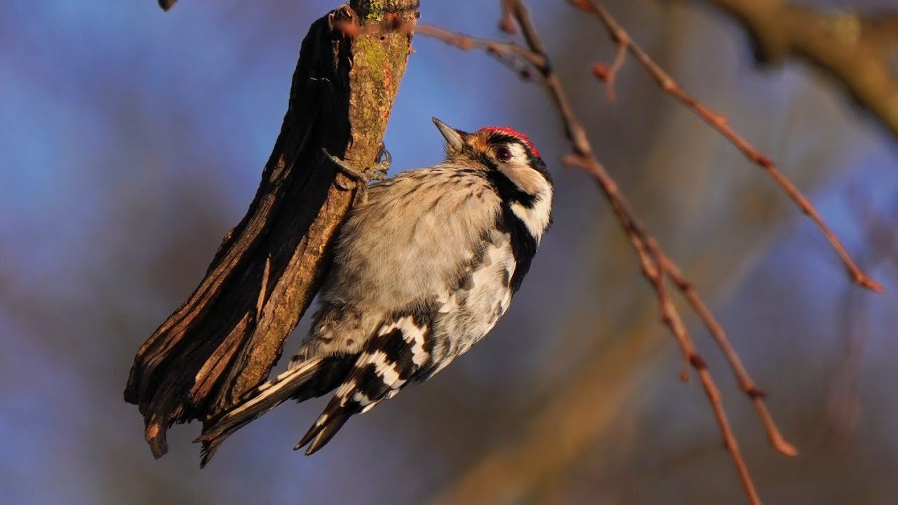 4K Dzięciołek / Lesser spotted woodpecker / Dendrocopos minor