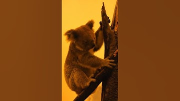 Koala jumps from a burning tree in the orange smoke! 🔥🐨 #Koala #CGI #Fire #Rescue #Nature