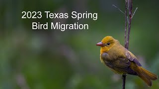 2023 Texas Spring Bird Migration