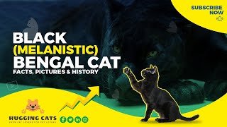 All You Need to Know About Black Melanistic Bengal Cats Bengal Black Cat