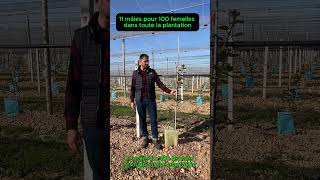 Culture du kiwi en France / Immersion terrain / #shorts