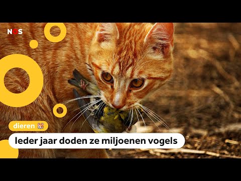 Video: 5 Gevaren Buiten Voor Katten