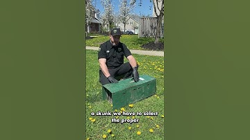 Why Skunks Are So Hard to Trap!