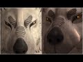 [Star Wars: Rebels] The Complete animation of the Loth-wolves