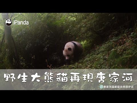 初春！野生大熊貓再現唐家河！| iPanda熊貓頻道