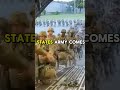 #shorts #military #marines #usarmy #militaryfacts #army