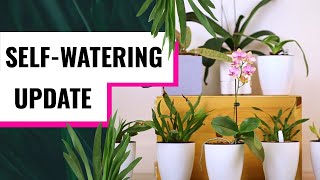 Orchids in SelfWatering Pots  Year 3 Update