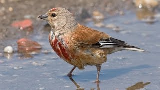 CD ΕΚΠΑΙΔΕΥΤΙΚΟ ΜΕ ΦΩΝΕΣ ΑΠΟ ΦΑΝΕΤΟ (CARDUELIS CANNABINA SINGING)