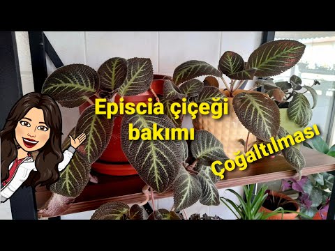 Video: Episcia Alev Menekşesi Ev Bitkileri - Alev Menekşe Bitkisi Nasıl Yetiştirilir