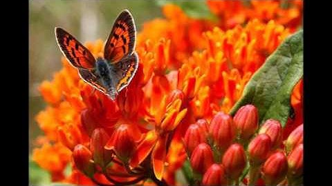 تلاوة بصوت الشيخ ابوبكر مومني - صلاة الجمعة من سورة الواقعة والنبأ