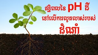 ឥទ្ធិពលនៃpHដីទៅលើការលូតលាស់ដំណាំ