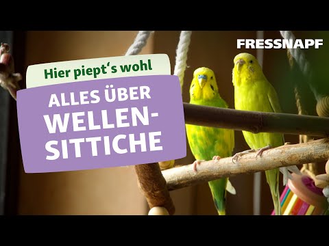 Video: Einführung eines zweiten Wellensittichs