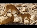 Baby ibex vs fox on a cliff edge  growing up wild  bbc earth