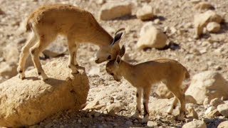 Baby Ibex vs Fox on a Cliff Edge | Growing Up Wild | BBC Earth