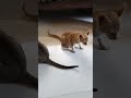 arre video banara kya bhaiya...👀🤓 #trending #cat #lifeisbutadream #funny #petcareprovider