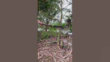 Tôi làm con dao quắm phát rẫy bằng thép nòng pháo chặt cây như chặt chuối vậy