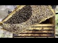 Episode #179 - Checking on Our Queen in the Small Hive, and the Progress of Our Splits