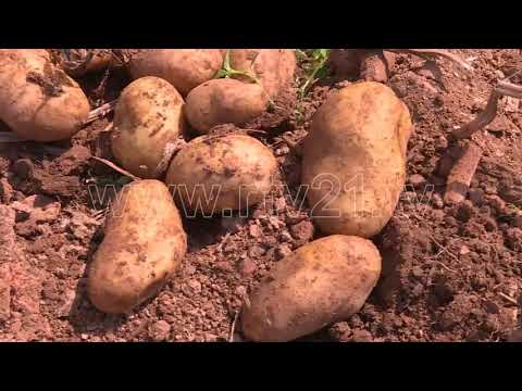 DEBELDE FSHAT I PATATEVE 15 08 2018