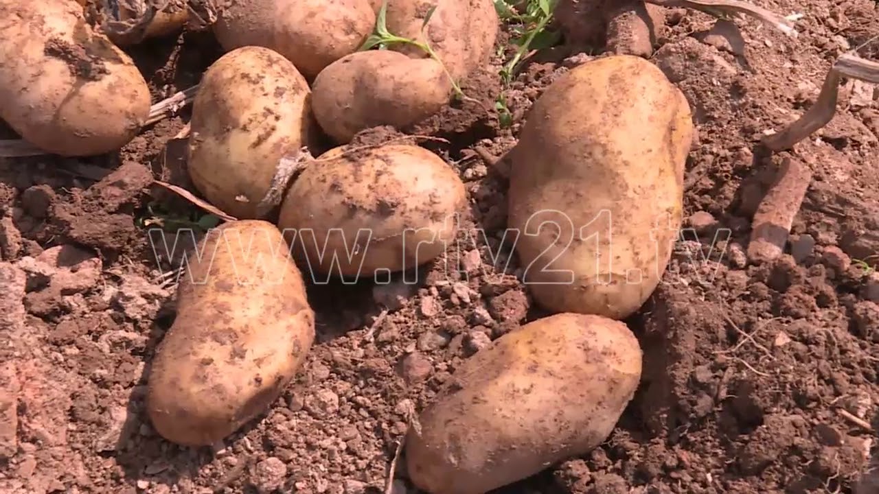 DEBELDE FSHAT I PATATEVE    15 08 2018