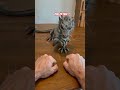 Dragon Real Fake ? #Dragon