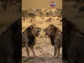 عند الشدائد تظهر المعادن