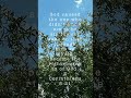 2 Corinthians 5:21 | The righteousness of God #god #religion #trending