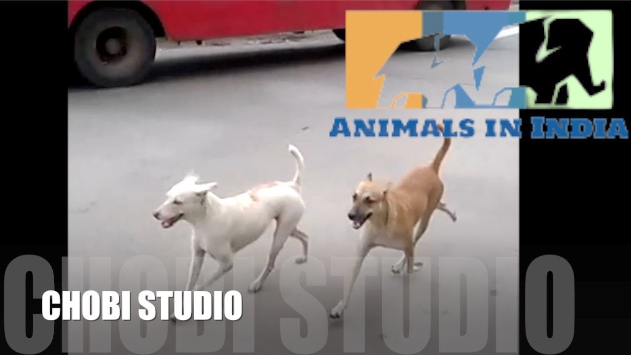 【インドの動物たち】インド犬、リクシャーに乗った我々を追う / 【Animals in India】Indian Dogs Chasing